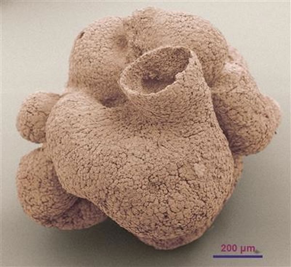 贵州瓮安发现6亿年前的原始海绵动物化石——贵州始杯海绵