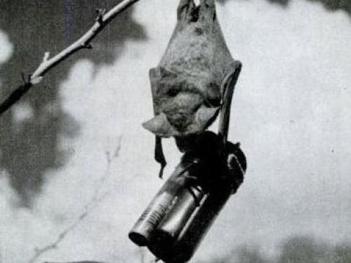 在二战时期，美军将蝙蝠打包在一个箱子里，并在它们身上安装小型的引爆装置，投落在日本上空。