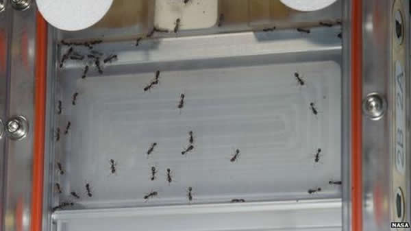 入主国际空间站的蚂蚁，被安置在一个特制的塑料容器内。容器上有很多通风孔，允许它们呼吸。在空间站的零重力环境下，蚂蚁的“集体探索”活动虽然受到阻碍，但并没有因此停