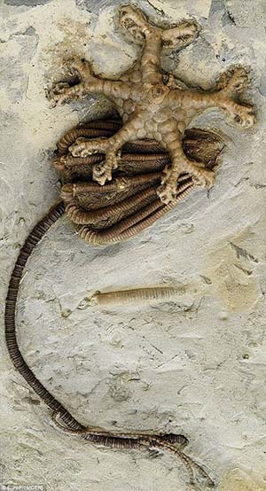 瑞士超现实主义艺术家汉斯·鲁道夫·吉格尔以化石为原型，创造了许多作品。雷德利·斯科特看到了这些作品之后，便聘请吉格尔为自己的电影制作道具。他灵感的来源便是一枚有