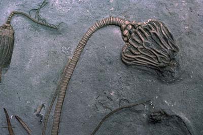 古生物学家通过照片初步分析，这个螺钉可能为一种被称为海百合的古老海洋生物遗骸。