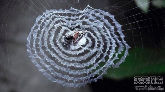 蜘蛛趣闻： 母蜘蛛也叫床 蜘蛛毒液有望成天然“伟哥”