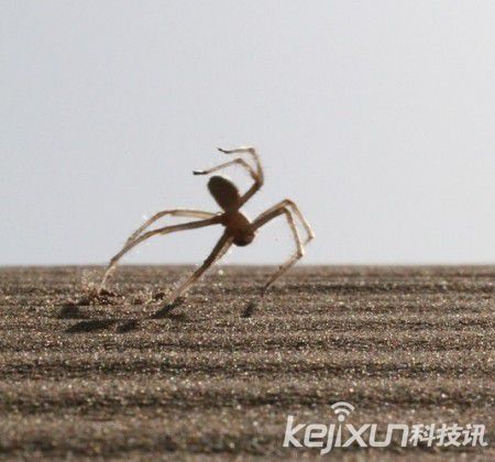 趣闻：蜘蛛逃命时会翻跟斗  运动速度可翻倍