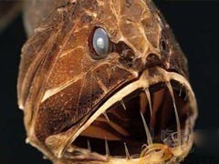 世界十大最凶残鱼类:黑色食人鱼咬合力胜恐