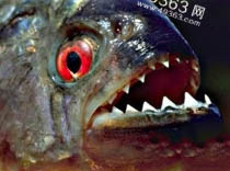 十大凶猛鱼类：最庞大最凶猛的淡水鱼类