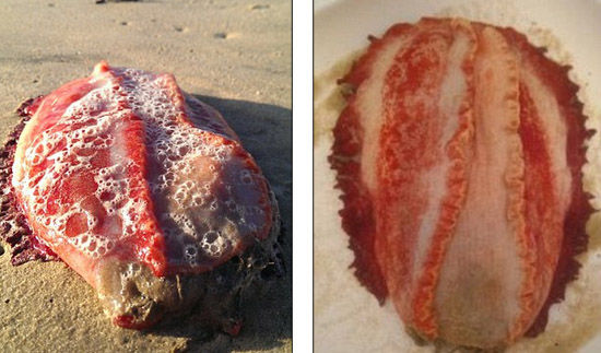 澳海滩发现神秘红色生物，身体柔软散发恶臭。（网页截图）