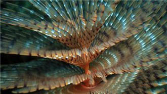 神奇的深海食骨蠕虫 以柔弱身体钻透鱼骨