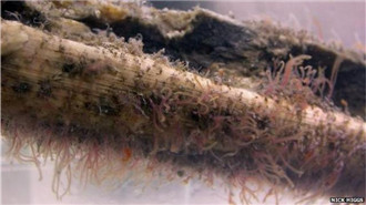 具有亿年历史的海洋蠕虫 曾以蛇颈龙骨头为食