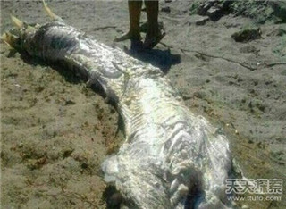 水怪长毛鱼之谜 揭秘传说中的14种海洋怪物