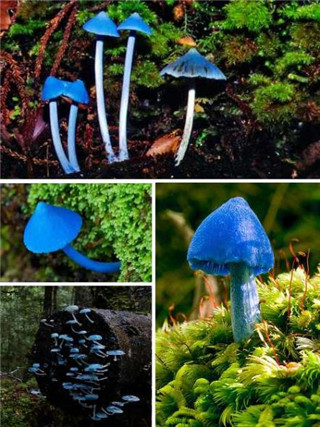 奇特蘑菇盘点：天蓝蘑菇通体蓝色