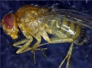 苍蝇的寿命是多少？ 科学家新方法延长苍蝇寿命