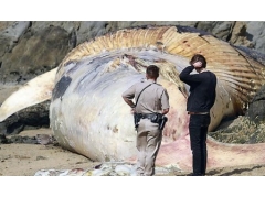 世界上最大的鱼 最大的鱼（图片）