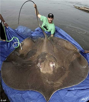 世界上最大的鱼 最大的鱼（图片）