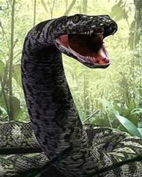 世界上最大的蛇已灭绝生物泰坦蟒再现 震惊!