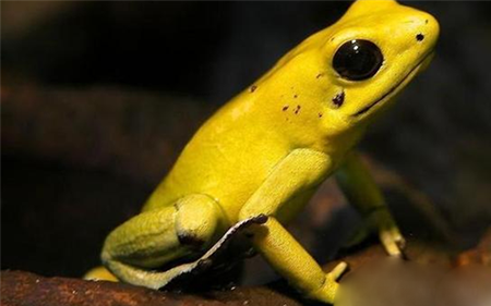 动物界最恐怖生物曝光 死亡之蛙金毒镖蛙揭秘