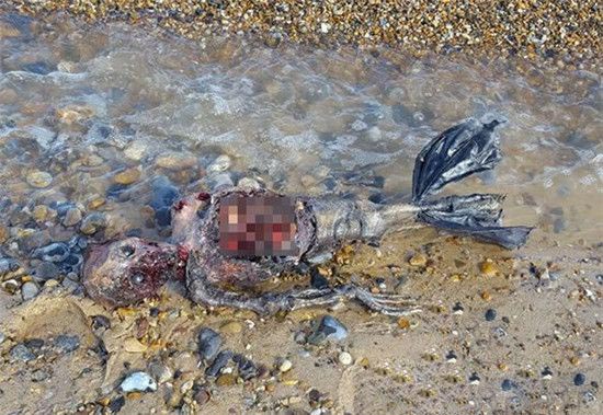 英国海岸惊现美人鱼尸