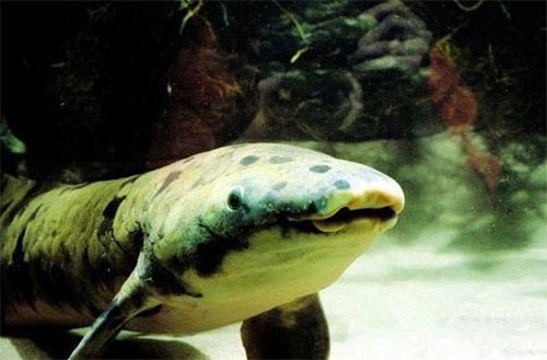 世界最长寿鱼90岁离世