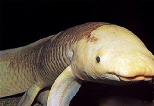 世界最长寿鱼90岁离世