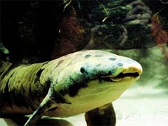 世界最长寿鱼90岁离世! 澳大利亚肺鱼接受安
