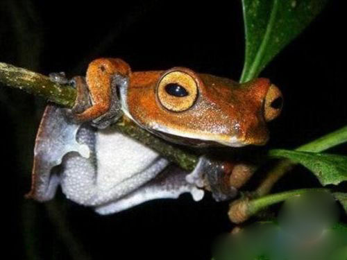 国家地理评选全球十大奇特生物,吸血飞行蛙