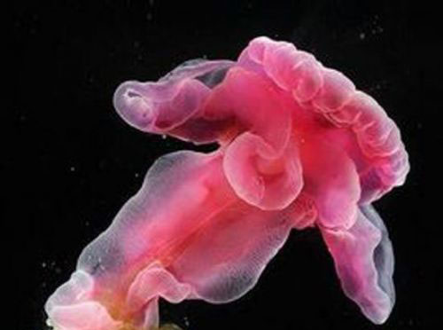 国家地理评选全球十大奇特生物,深海玉钩虫