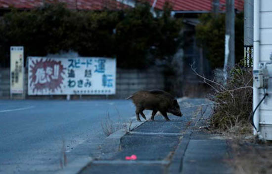 福岛核撤离区,野猪入侵人类区域