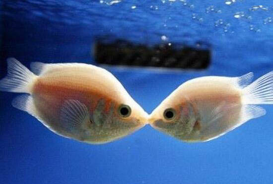 接吻鱼竟不会接吻，真相令人震惊