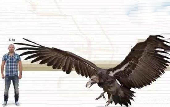 揭秘史前巨兽——恐怖血腥的杀人鹰