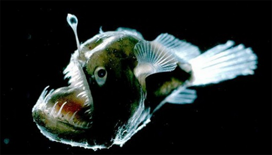 雄性鮟鱇鱼，为交配竟甘愿变成雌性的睾丸