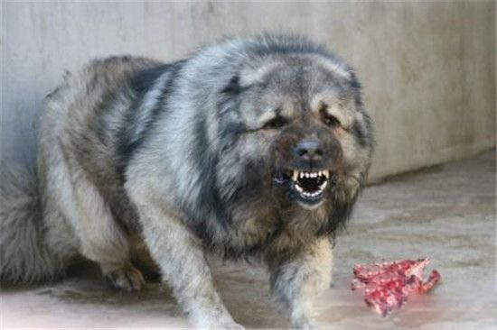 全世界十大最凶猛的狗排行 藏獒仅排第二
