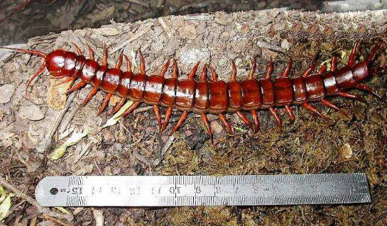 中国最大的蜈蚣，中国红巨龙蜈蚣(体长20CM)