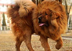 世界上最贵的狗排名,藏獒上榜
