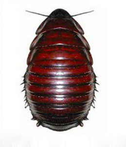 世界十大寵物蟑螂,秘魯巨人蟑螂