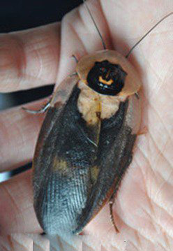 世界十大寵物蟑螂,秘魯巨人蟑螂