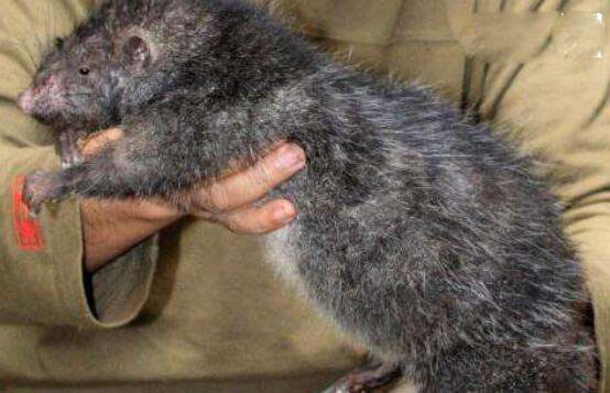 伊朗巨鼠，核辐射导致基因变异(吃人)