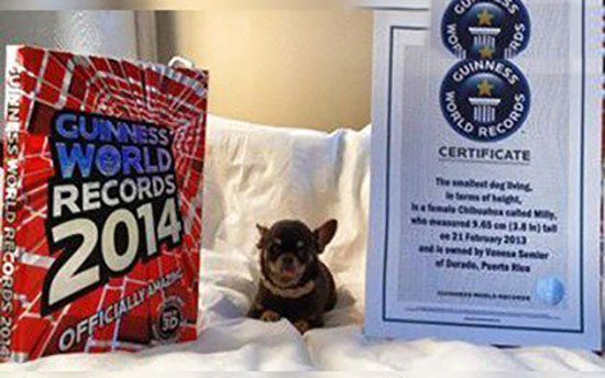 世界最小狗 盘点吉尼斯世界纪录上最小的狗