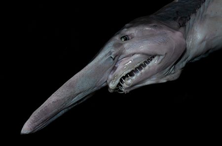 盘点世界上最诡秘的海底动物！