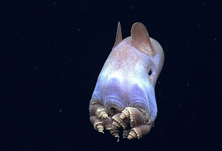 盘点世界上最诡秘的海底动物！