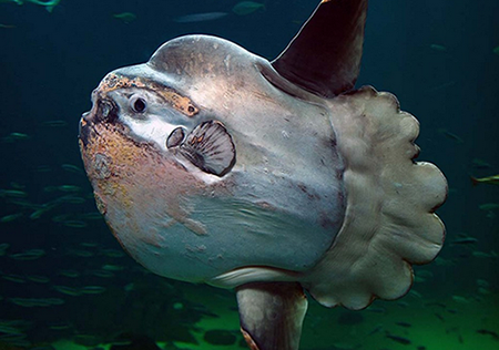 盘点世界上最诡秘的海底动物