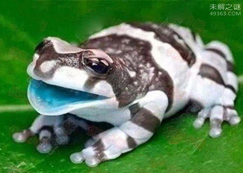 亚马逊牛奶树蛙
