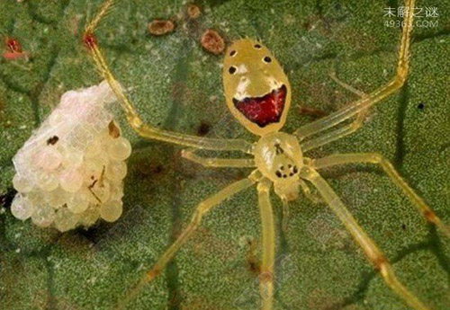 笑脸蜘蛛真的会笑