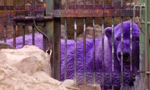 阿根廷紫色北极熊