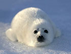格陵兰海豹,每年捕杀的数量为30万头