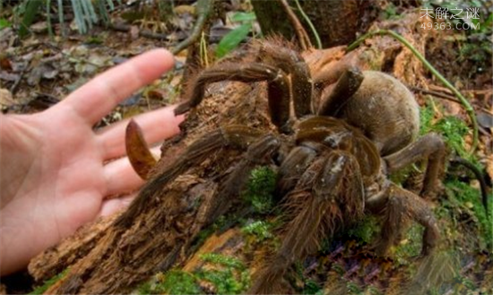 世界上超级巨型生物,巨蜘蛛竟然能够吃人