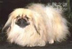 北京犬 13.3岁