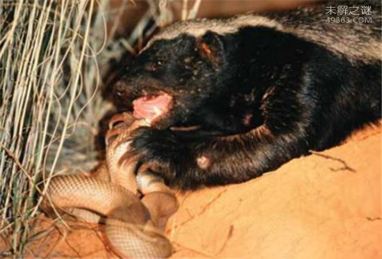 为什么蜜獾被叫做平头哥？