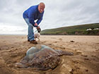 英国南部海岸惊现一只近1米宽的巨型水母：