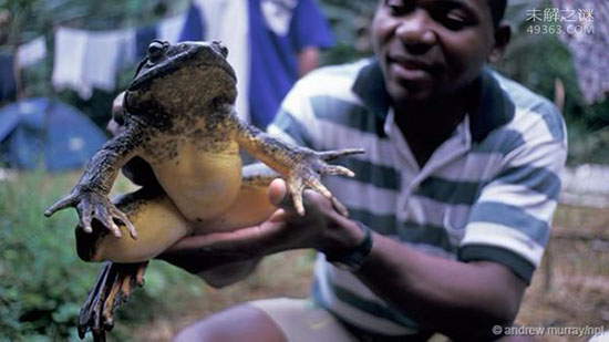 非洲巨蛙