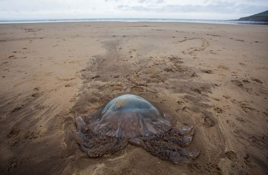 英国南部海岸惊现一只近1米宽的巨型水母：有150条之多