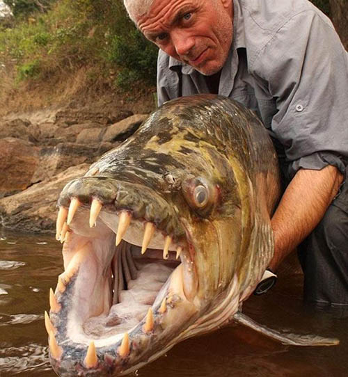 巨型水虎鱼,最凶残、最大、最具杀伤性的鱼类